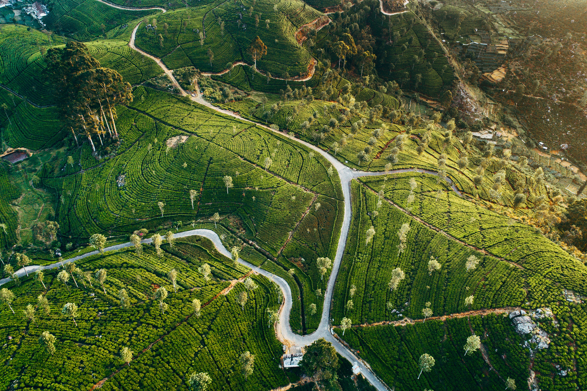 Aerial view on green tea plantation in mountains in Sri Lanka.