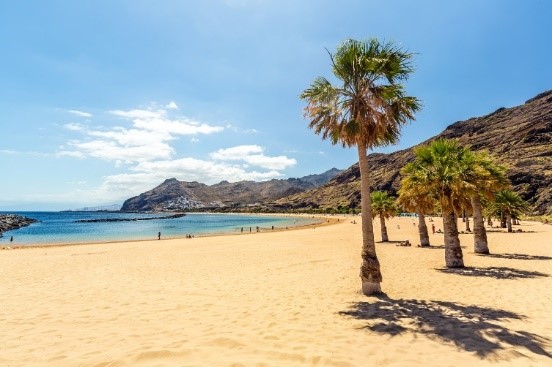 Tenerife Palm Tree