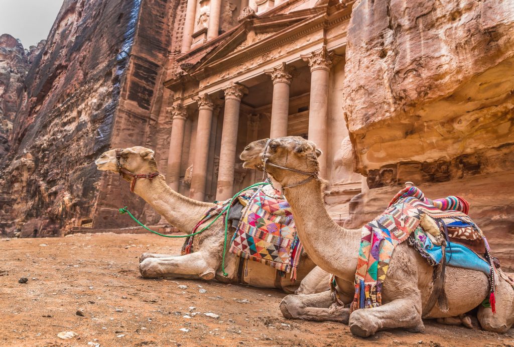 Camels in petra